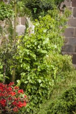 Fagus sylvatica 'Dawyck', Rotbuche, säulenförmig, 125–150 cm