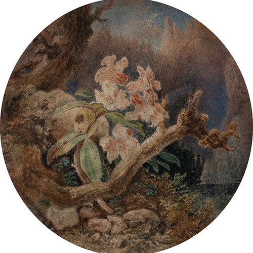 Aquarell alpenrose biedermeier - alpenrose,