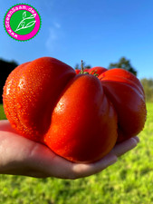 Tomatensamen ? BRUTUS Fleischtomate  ? 10+ Samen wunderbare große Tomaten