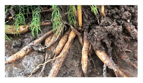 25x asparagus racemosus - asparagus,