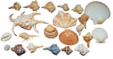 Konvolut Muscheln Sammlung