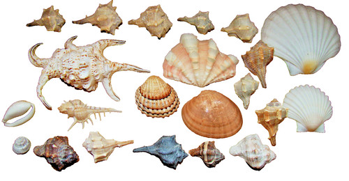 Konvolut muscheln sammlung - konvolut,
