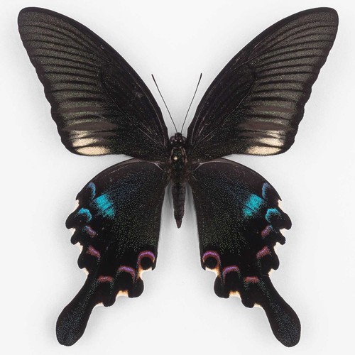 Papilio polyctor stockleyi - polyctor, ♂