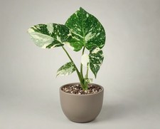 Monstera thai constellation - monstera,