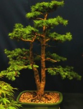 SAMEN Garten Bonsai Terrasse