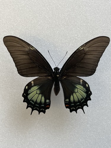 Entomologie papilio androgeus - entomologie*papilio,