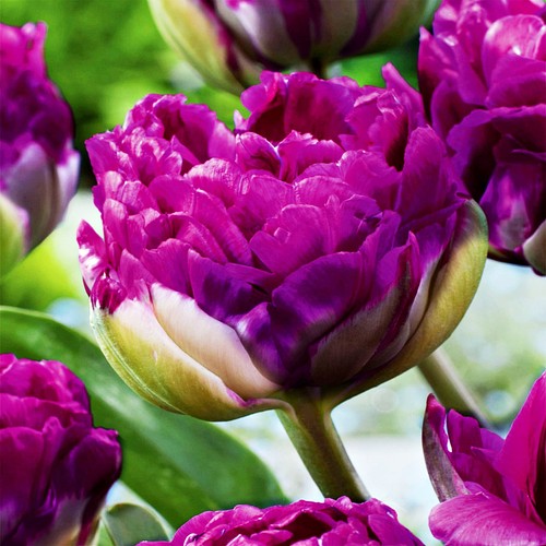 Tulpen blumenzwiebeln zwiebeln - tulpen,