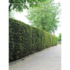 Gemeine Eibe Taxus baccata