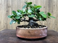 Shohin Green Island Ficus With