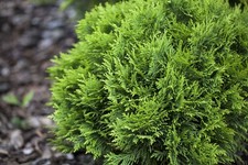 Thuja occidentalis 'Mecki'