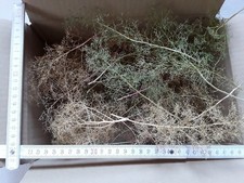 Seemoos/ Meerschaum für