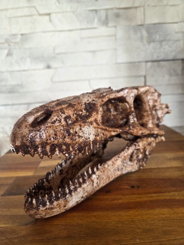 Fossil dinosaurier skelett - fossil,