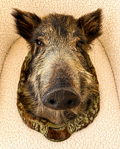 Wildschwein/Eberkopf