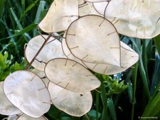 20 Samen  Lunaria annua
