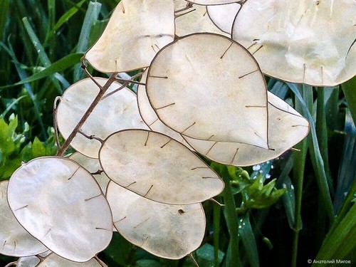 Samen lunaria annua - 20,