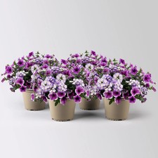 Eisenkraut petunien duo - duo,, lila