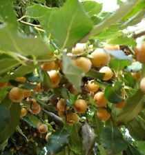 Lotuspflaume Pflanze Baum für den Balkon Garten frosthart winterhart robust groß