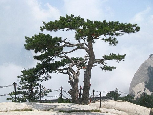 Chinesische kiefer pinus - chinesische, -pinus