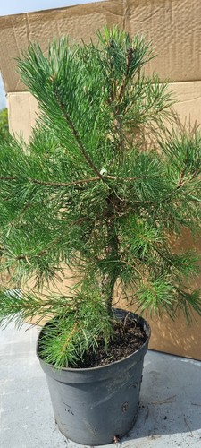 Bonsai kiefer pinus sp - , kiefer,