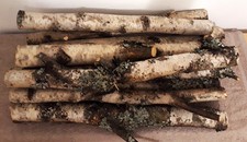 Birkenstamm Deko, 10 Stück, 50 cm lang, 4-5 cm Durchmesser, Birkenholz basteln