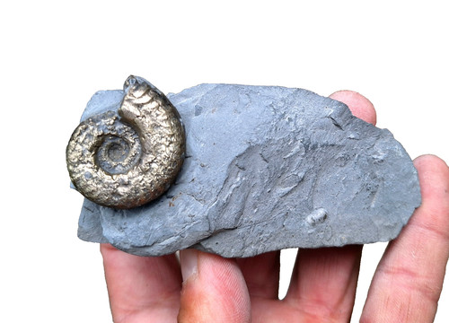 Pyrit ammonit arieticeras - pyrit,