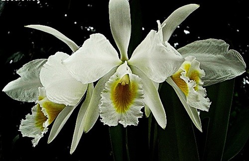 Cattleya eldorado - , (wallisii)
