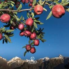 Wilder Himalaya Apfelbaum 10