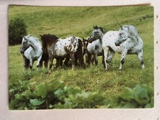 AK Postkarte Pferde, Verlag Horn, Noriker Kaltblut-Herde