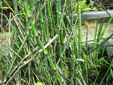 Schachtelhalm, Equisetum