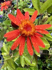 Mexikanischer Flammenwein Stecklinge / Kletterpflanze, Rarität