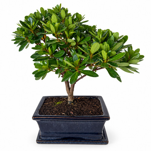 Rhododendron indicum bonsai - rhododendron,