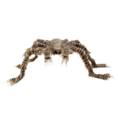 Haarige riesenspinne - riesenspinne,