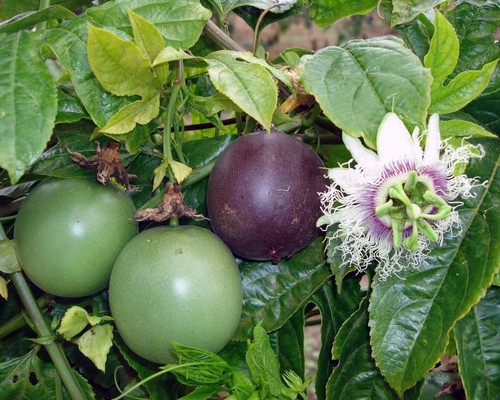 Maracuja schmackhafte - maracuja,