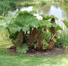 Riesen mammutblatt gunnera - riesen,