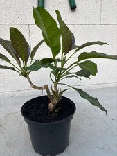 Goldkelch - Solandra maxima - Goldkelchwein - Götterpflanze