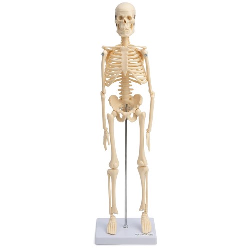 Mini skelett anatomie modell - anatomie,