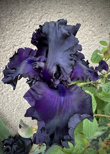 Schwertlilie iris all - schwertlilie,, „all