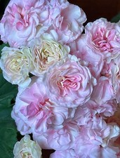 Geranien Pelargonien YuV-Kupidon