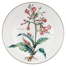 Kuchenplatte Nicotiana tabacum