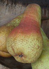 Abate Fetel, Birnenbaum, Niedrigstamm (kleinbleibend), 120-140cm im 10L-Topf