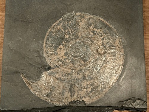Ammonit harpoceras falcifer - ammonit,,