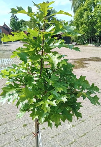 Kugelige sumpfeiche quercus - sumpfeiche,