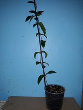 Hoya Patella Pink  große Pflanze mit 3 Pedunkeln.