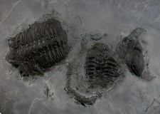 Devon 2x  Chotecops ferdinandi  Trilobit  Hunsrückschiefer Bundenbach  T2-2