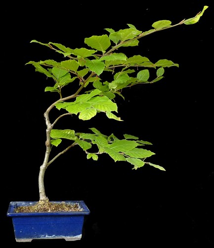 Bonsai fagus sylvatica - bonsai,