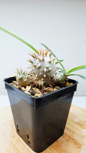 Pachypodium