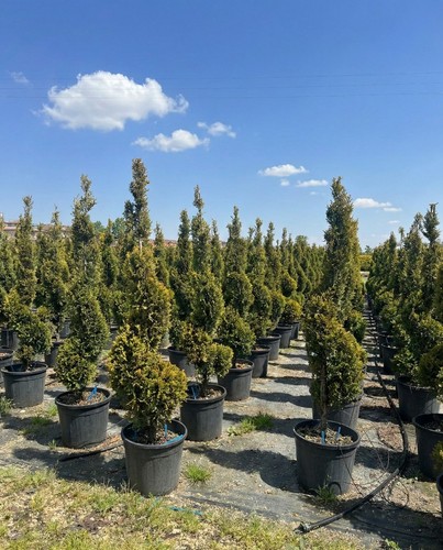 Cupressocyparis leylandii - cupressocyparis,