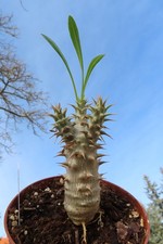 Pachypodium densiflorum 1 5.8