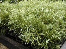 1 x Pleioblastus chino  'Tsuboi' (Ziergras/Gräser/Stauden) Zwerg Bambus