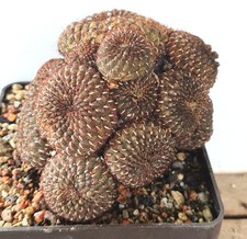 alte Sulcorebutia heinzii auf